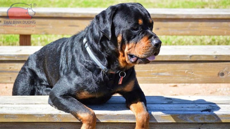 Chó Rottweiler