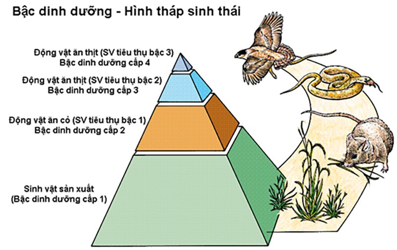 nhan-to-sinh-thai-la-gi-2