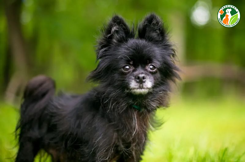 Chó phốc sóc lai