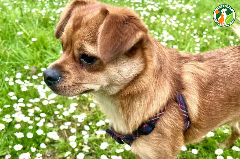 Chó phốc sóc lai