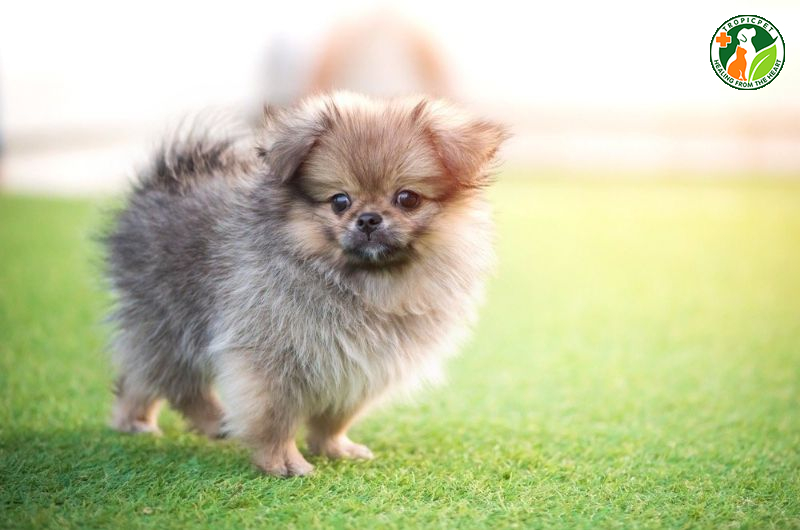 Chó phốc sóc lai