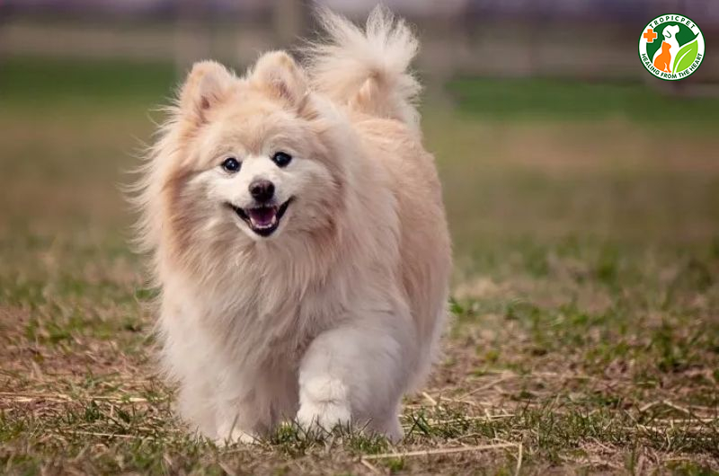 Chó phốc sóc lai