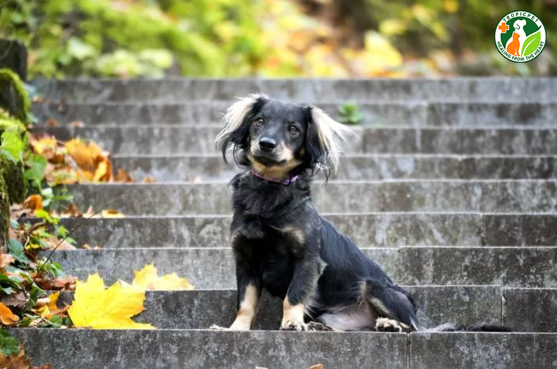 Chó phốc sóc lai