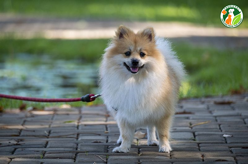 Chó phốc sóc lai