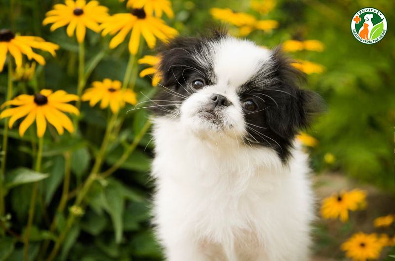 8 giống chó Phốc sóc lai đáng yêu được ưa chuộng nhất hiện nay