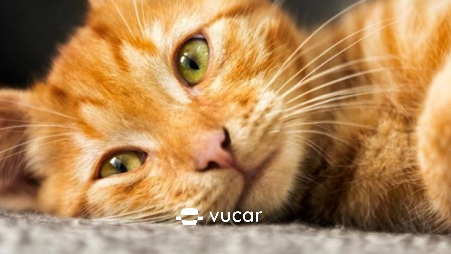 Mơ thấy mèo vàng