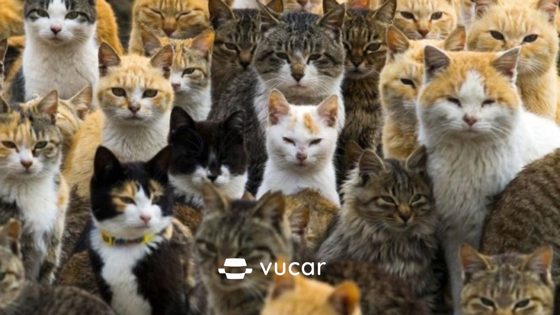 mơ thấy đàn mèo