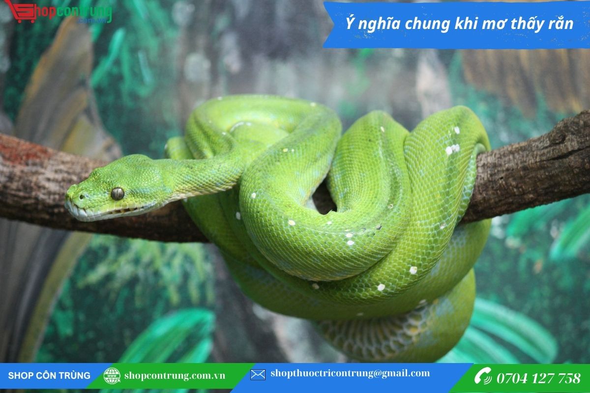 Mơ Thấy Rắn Đánh Con Gì? Giải Mã Giấc Mơ Thấy Rắn Chi Tiết Nhất