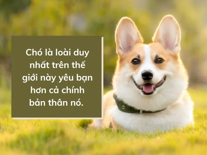 Stt về chó cưng, những câu nói hay về chó cực đáng yêu