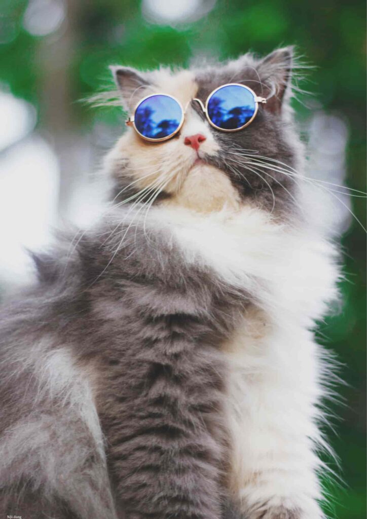 hình con mèo thư thái