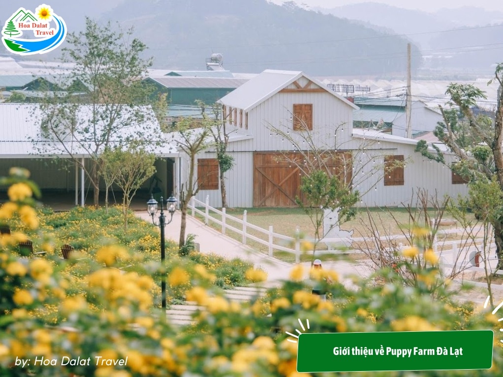 Nông trại cún Puppy Farm Đà Lạt là khu phức hợp với nhiều hoạt động hấp dẫn