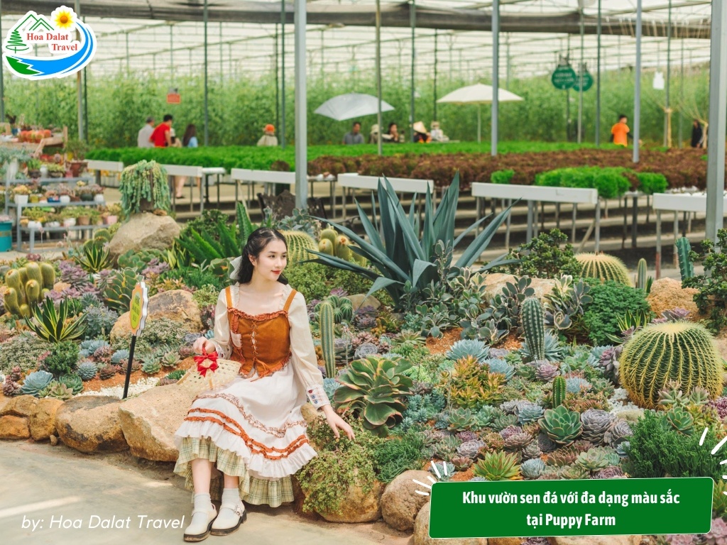 Tham quan vườn thú và trải nghiệm cho alpaca ăn