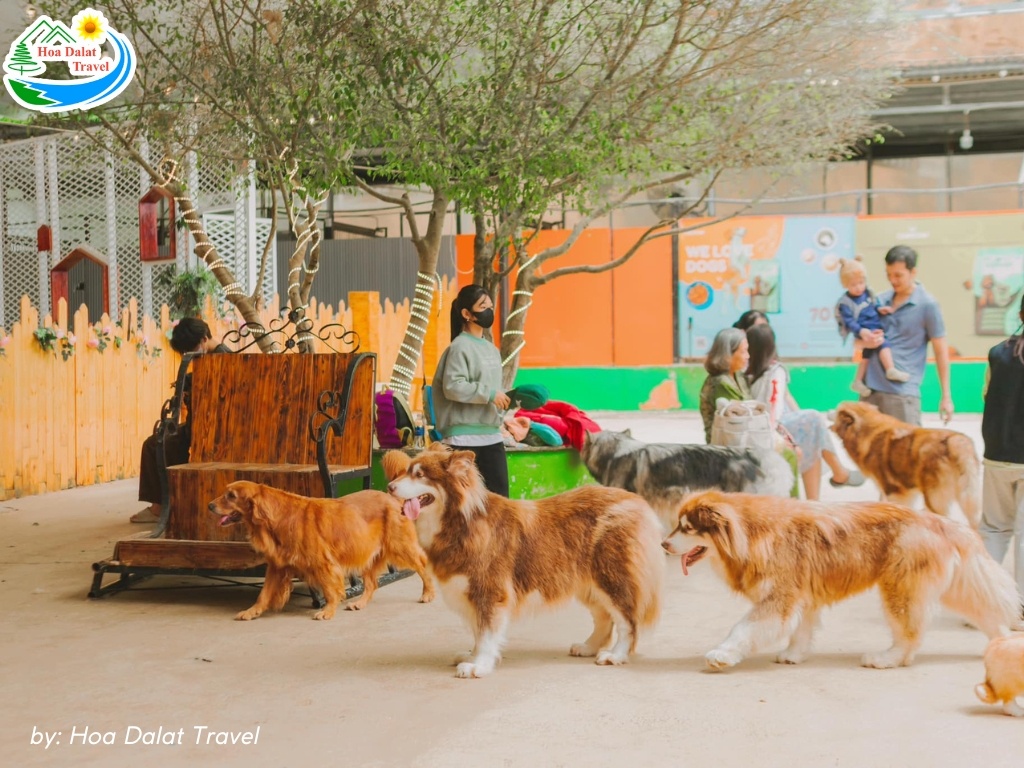 Khu vườn sen đá với hơn 100 loại đầy màu sắc tại Puppy Farm