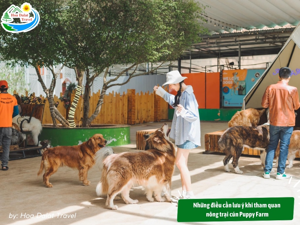 Không khí NOEL tràn ngập tại Puppy Farm