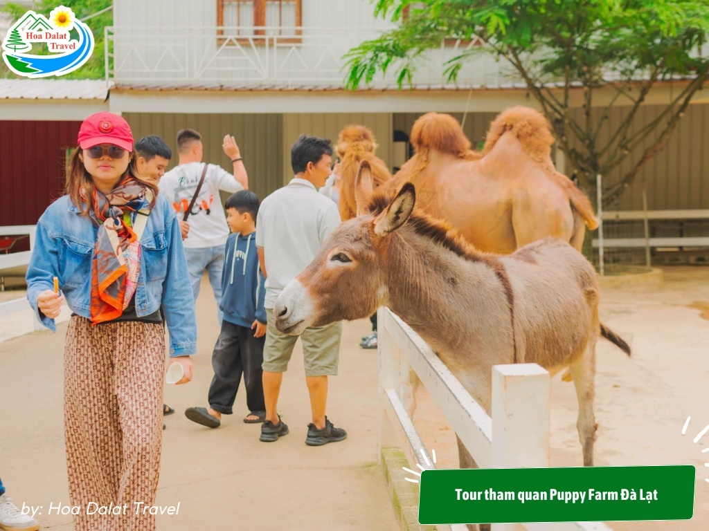 Đón Giáng Sinh và check in cùng Puppy Farm