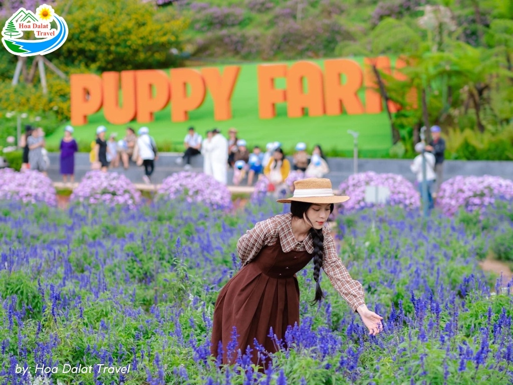 Cánh đồng hoa xinh đẹp tại Puppy Farm