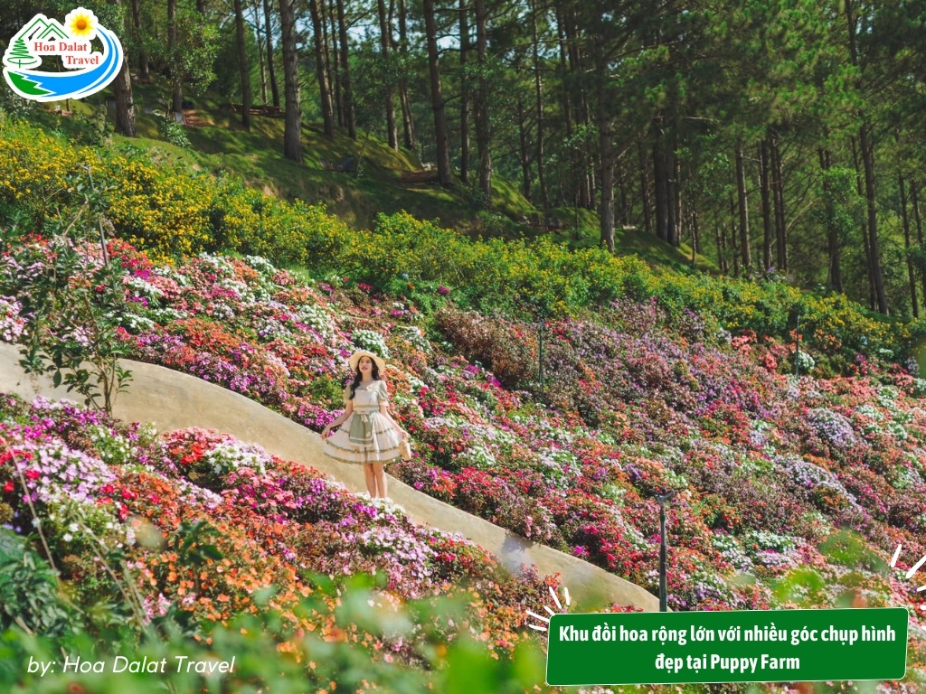 Nông trại cún Puppy Farm với hơn 36 giống chó cảnh và khoảng 150 cá thể đẹp