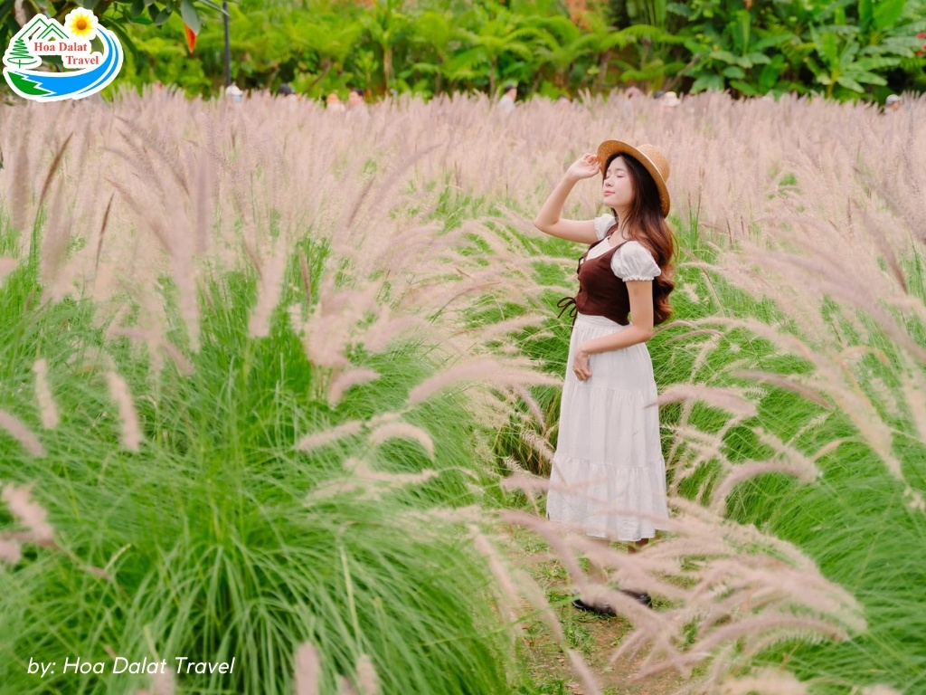 Khu đồi hoa rộng lớn với nhiều góc chụp hình đẹp thu hút du khách