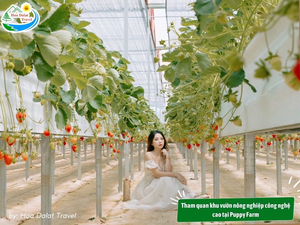 Sống ảo tại vườn hoa cỏ lau đẹp như mơ