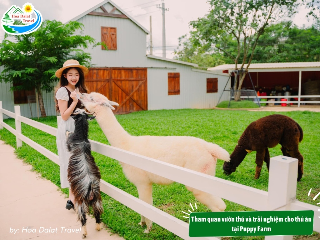 Chụp hình cùng vườn cà chua rực rỡ