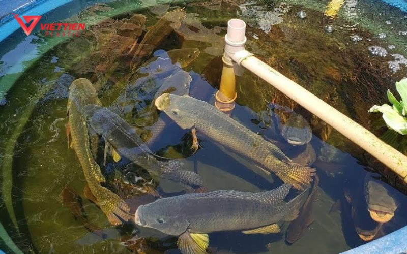 Nuôi cá Rô Phi trong thùng nhựa giúp kiểm soát chất lượng nước dễ dàng