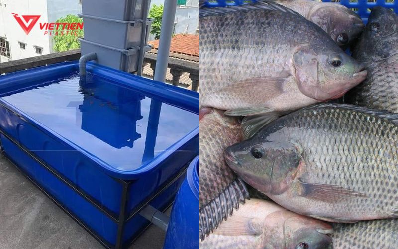 Hướng dẫn nuôi cá rô phi trong thùng nhựa