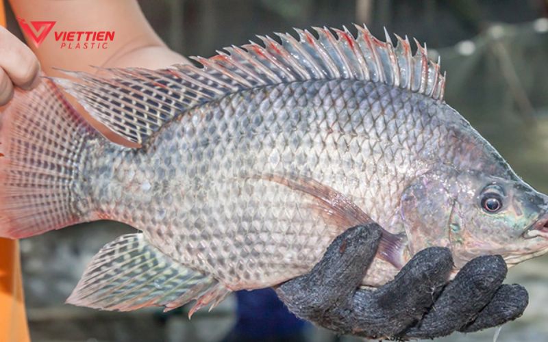 Hướng dẫn cách nuôi cá rô phi trong thùng nhựa hiệu quả