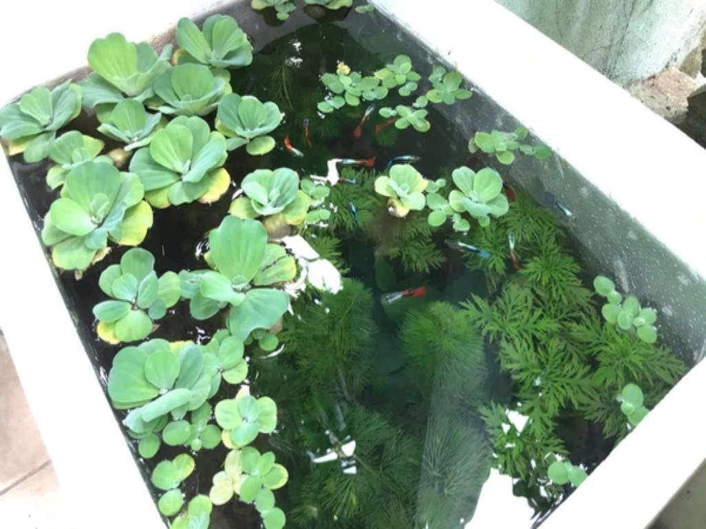 Kinh nghiệm sử dụng thùng xốp nuôi cá cảnh hiệu quả cao