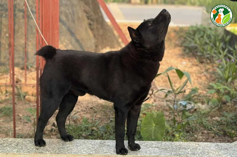 Có nên nuôi chó cụt đuôi không? Cách chăm sóc chó cụt đuôi