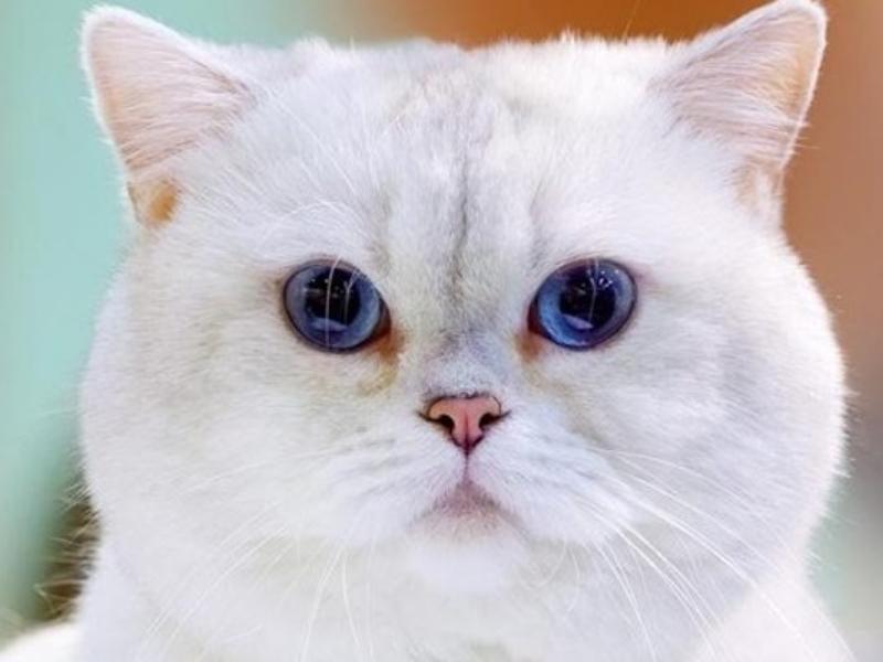 Nuôi mèo phong thủy có thật sự hút tài lộc không?