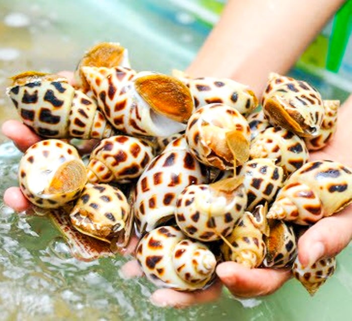 Ốc hương biển tươi sống