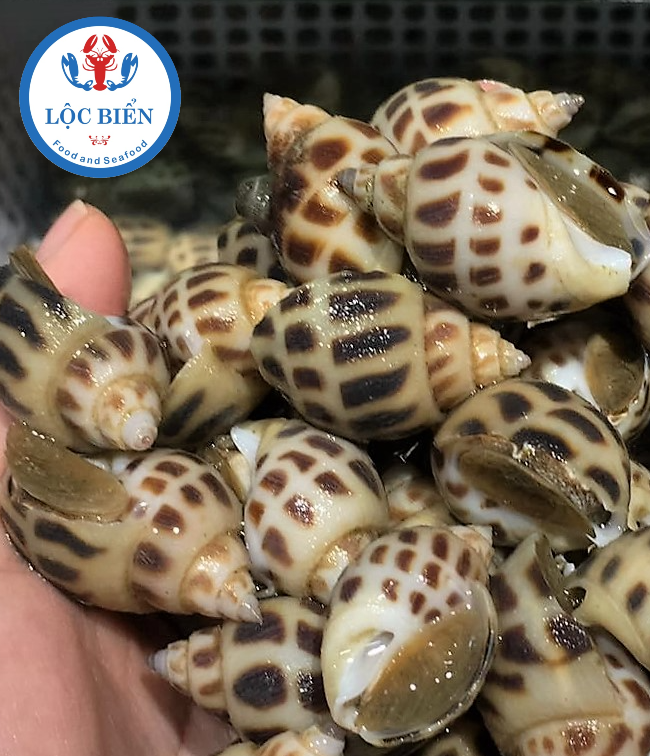 ốc hương tại hải sản lộc biển