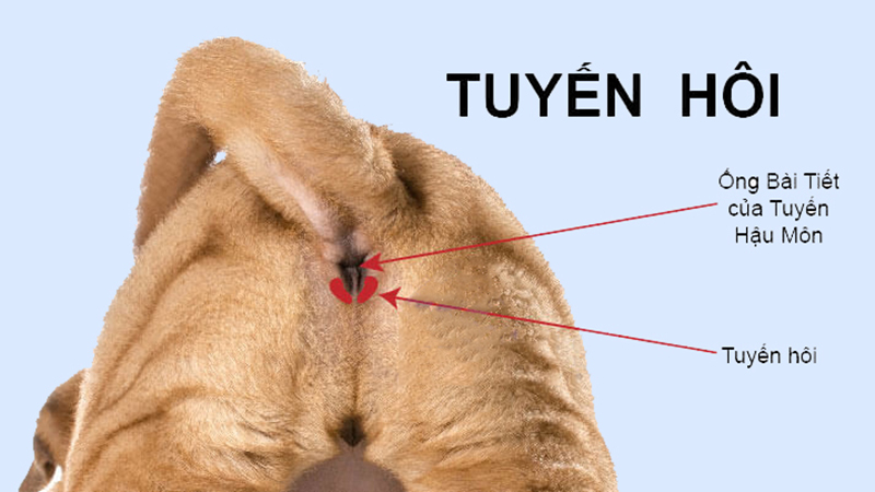 Có Nên Cắt Tuyến Hôi Của Chó?