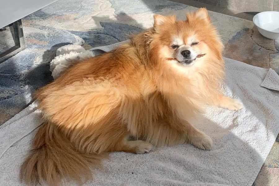 Chó Phốc lai có kích thước nhỏ, ngoại hình thu hút với bộ lông dài vừa đủ.
