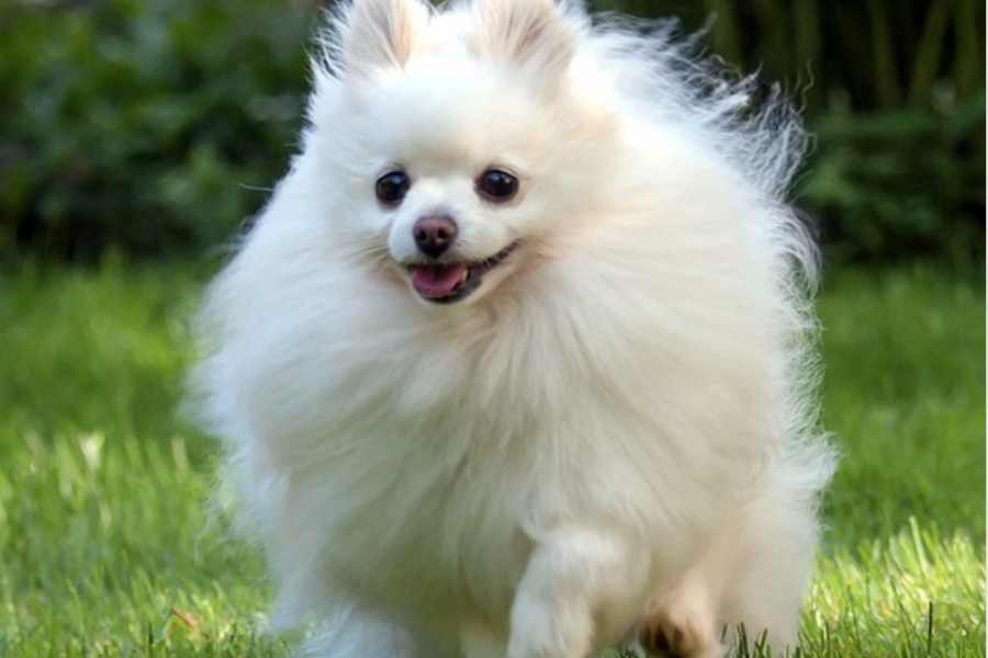 Chó Phốc lai Nhật có kích thước không quá lớn, có thể sống tại nhiều không gian.