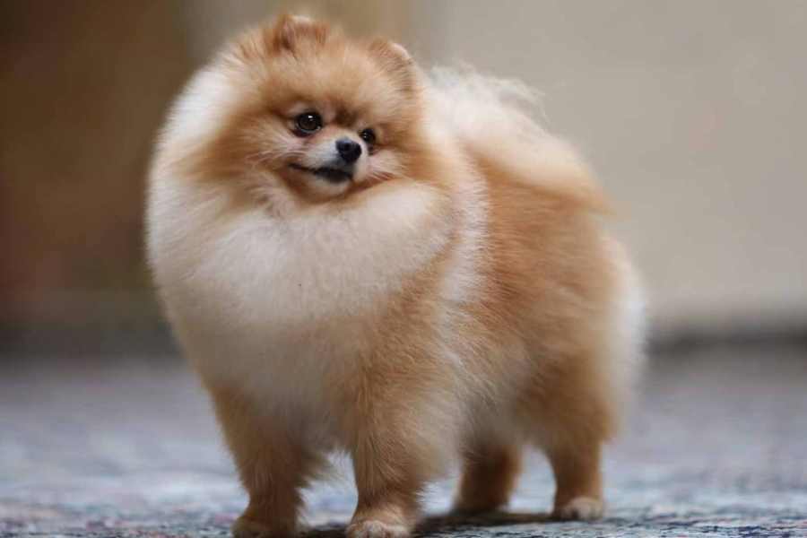 Chó Phốc lai tương đối dễ mắc bệnh vì sức đề kháng của chúng tương đối yếu.