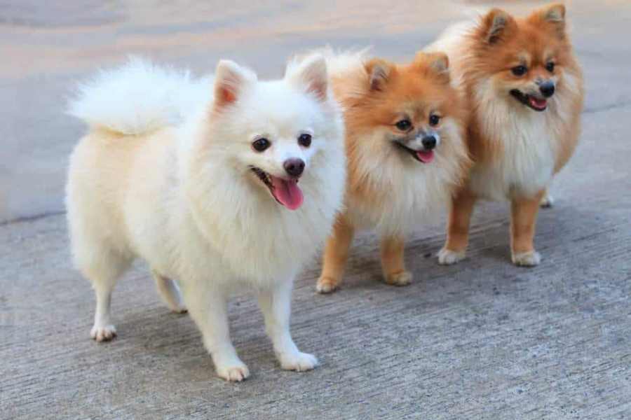 Thông thường Phốc lai chỉ có mức giá khoảng 2.000.000 - 3.000.000 VNĐ.