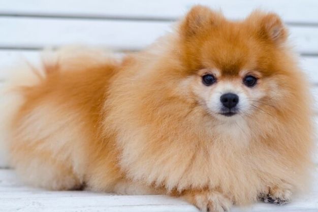 huong dan chon cho phoc soc tu cac nha giong uy tin 2