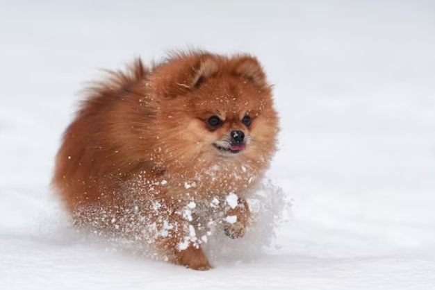 Phòng Tránh và Xử Lý Rụng Lông Ở Chó Phốc Sóc