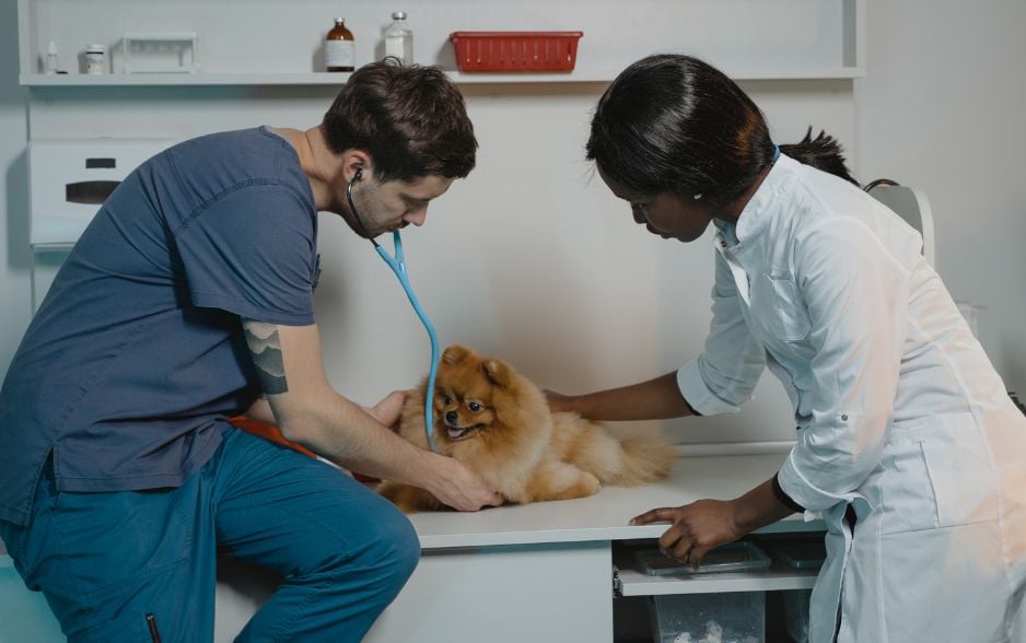 Sự thật cần biết: phốc sóc mang thai bao lâu và cách chăm sóc chúng