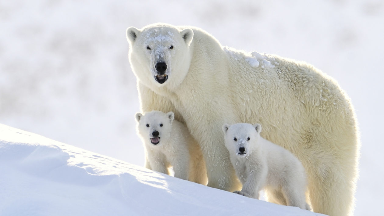 Will Polar Bears Die Out Because of Climate Change?