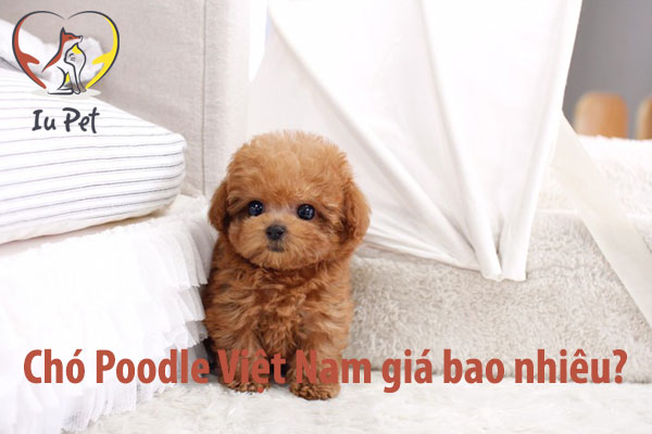 chó poodle giá bao nhiêu
