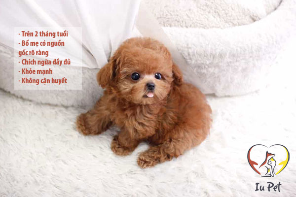 tiêu chuẩn mua bán chó poodle tại Shop thú cưng Iupets