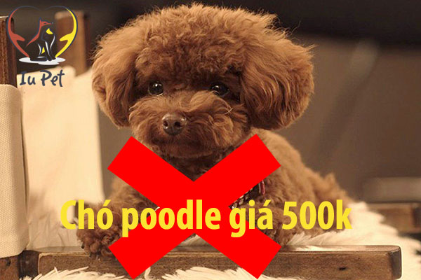 chó poodle giá 500k