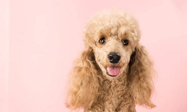 poodle cạo lông máu