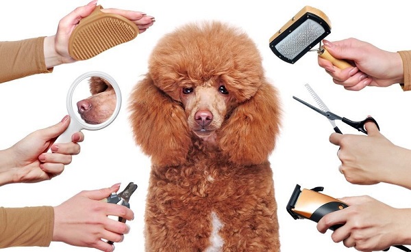 poodle cạo lông máu bao lâu thì mọc lại
