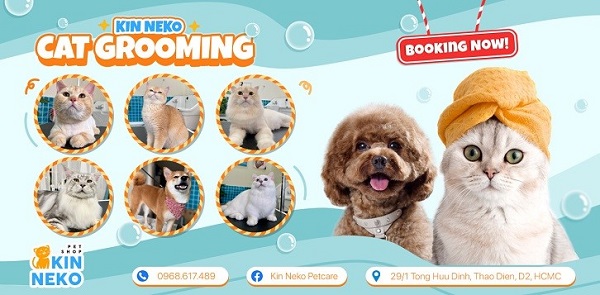 cạo lông máu poodle