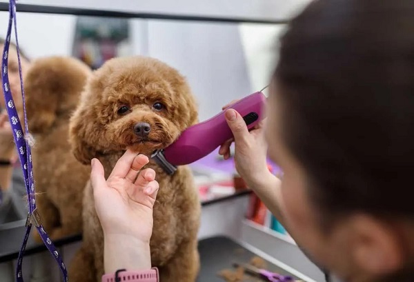 Có nên cạo lông máu cho Poodle? Poodle cạo lông bao lâu mọc lại?