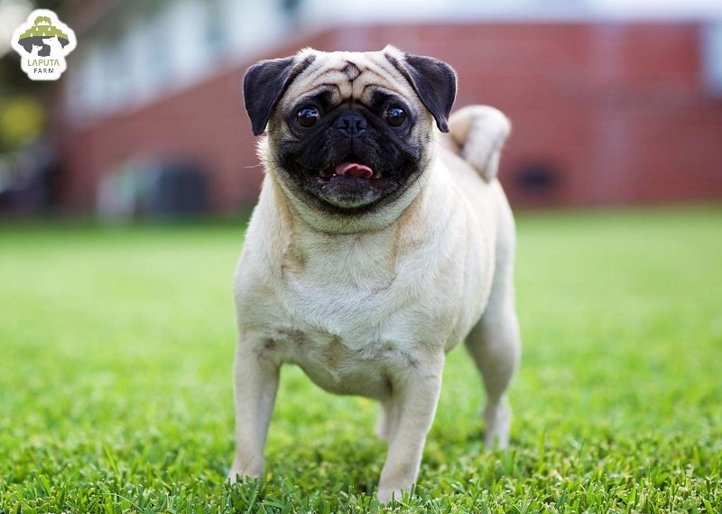 Đặc điểm ngoại hình của chó mặt xệ