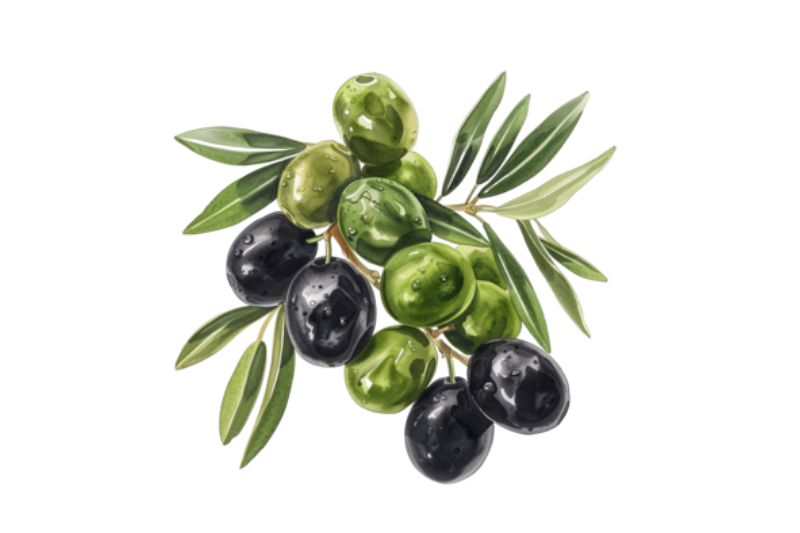 Quả oliu đen hay xanh tốt hơn?